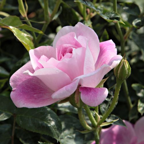 Rosa ciliegia vivace con centro e strisce bianchi - Rose per aiuole (Polyanthe – Floribunde) - Rosa ad alberello0
